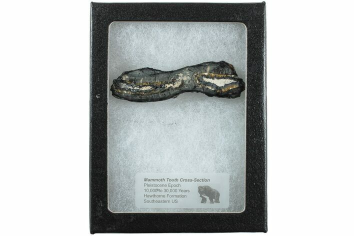 Mammoth Molar Slice with Case - South Carolina #238457